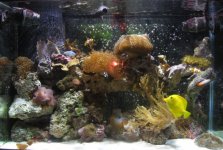 65 gallon tank 004.JPG