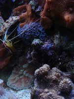 Jan 2010 blue polyps and more.JPG