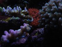 Jan 2010 corals and rbt.JPG