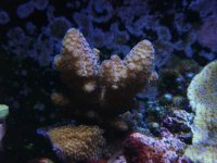 Jan 2010 fat brown coral.JPG