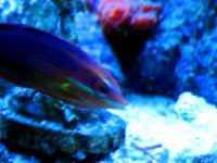 Christmas Wrasse maybe 040.jpg