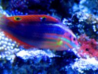 Christmas Wrasse maybe 045.jpg