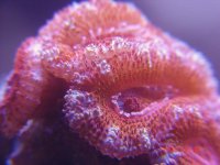 acan macro 2.jpg