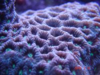 Teal Favia macro.jpg