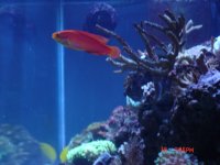 fish update 082.JPG