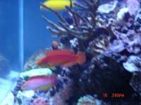 fish update 090.JPG