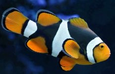 BlackOnyxClownfish.jpg