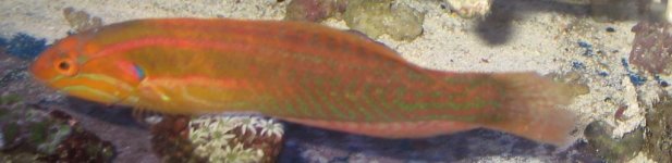 Unkown wrasse 2.jpg