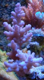 Corals2.jpg