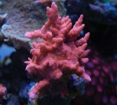 Corals8.JPG