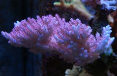 Corals7.JPG