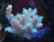 Corals6.JPG