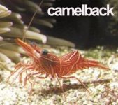 329_camelbackshrimp copy.jpg