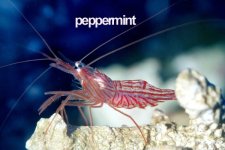 Peppermint Shrimp copy.jpg