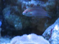 Christmas Wrasse.jpg