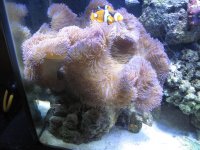 anemone & clowns 002.jpg