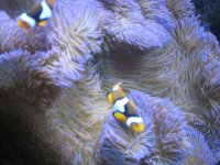 anemone & clowns 001.jpg