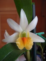 dendrobium.jpg