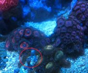 zoas 2.jpg