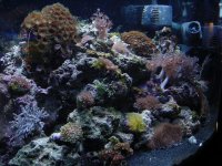 46g Reef.jpg