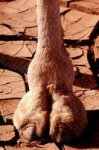 camel_toe.jpg