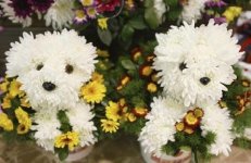 dog-flowers3.jpg