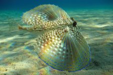 flying gurnard.jpg