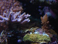 april 2010 coral on coral.jpg