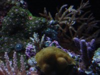 april 2010 many corals shot.jpg