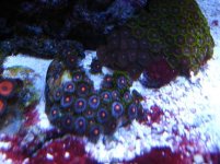 purple zoas.JPG