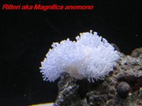 Ritteri anemone.jpg