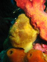 Frogfish3.jpg