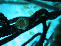 Flamingo Tongue.jpg