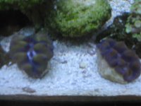 MY AQUARIUM ALBUM 020.jpg