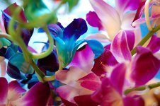 Orchids_2.jpg