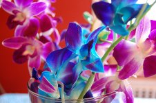 Orchids_5.jpg