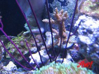 Purple Gorgonian.JPG