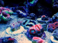 Acans Galore.JPG