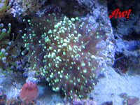 Neon Green frogspawn.JPG