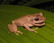 Coqui Frog-019.JPG