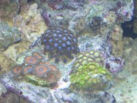 coral pic 2 006.jpg