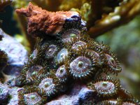 zoa's 2010 029.jpg