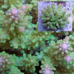 lg-110510-014a Fijian green Acropora coral with glowing green polyps and pink tips. 4 1_4.jpg