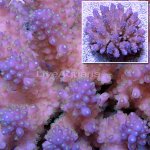 lg-111610-058A Fijian pink and purple Acropora coral with green polyps. 3 3_4.jpg