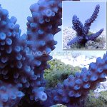 lg-111610-494a Balinese maricultured blue Acropora coral. 3 1_4.jpg