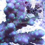 lg-102110-372a Balinese maricultured purple Acropora coral with glowing green polyps. 2 1_4.jpg