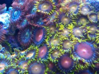 zoa8.jpg