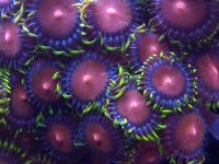 zoa9.jpg