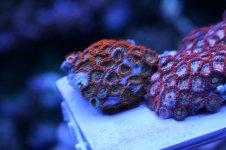 reef pics 027.jpg