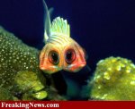 09-03-12_Two-Head-Fish--22569.jpg